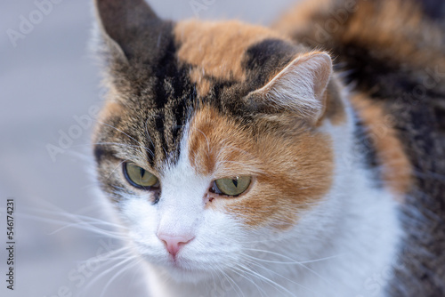 close up portrait of a cat © Svetoslav Radkov