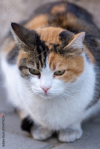 close up portrait of a cat © Svetoslav Radkov