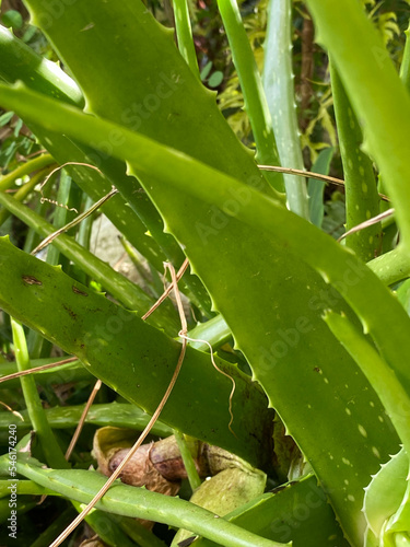 aloe vera