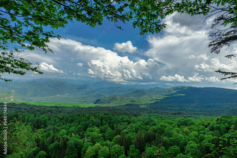 Panorama of Beautiful Mountain forest