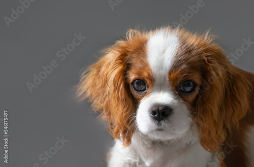 Close up portrait of Cute dog puppy. Cavalier King Charles Spaniel Blenheim. © Irina