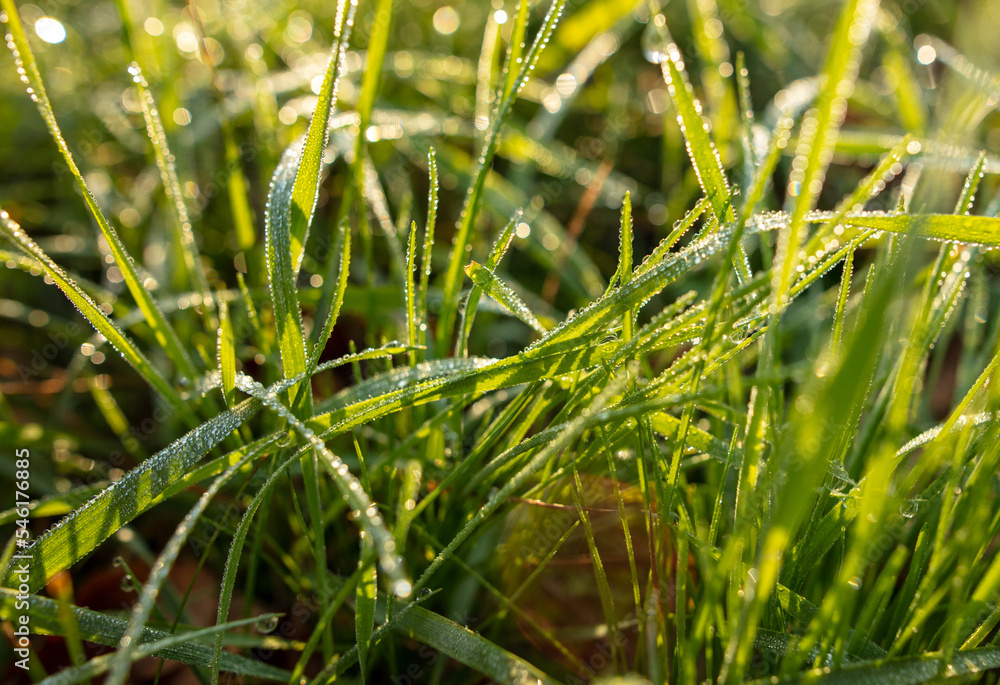 Dew drops on the green grass in the morning.