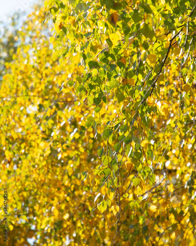 Yellow leaves on a birch tree in autumn.