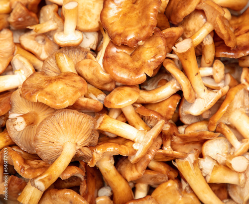 Mushrooms honey agarics as a background.