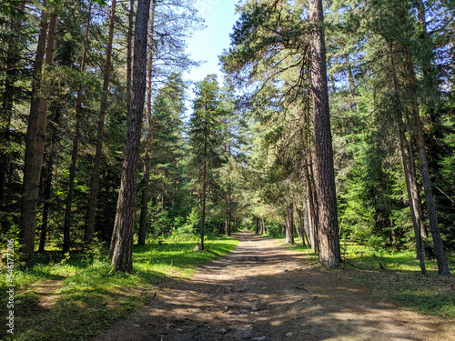 Beautiful coniferous forest in Arkhyz village. The road goes deep into the forest. Teberdinsky natural reserve. Arkhyz, Karachay-Cherkessia, Russia