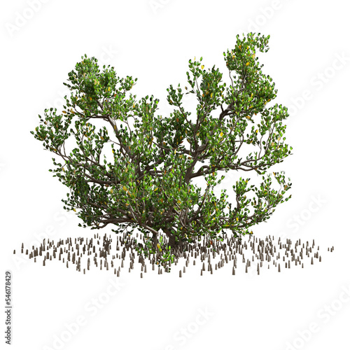 Slika na platnu Mangrove