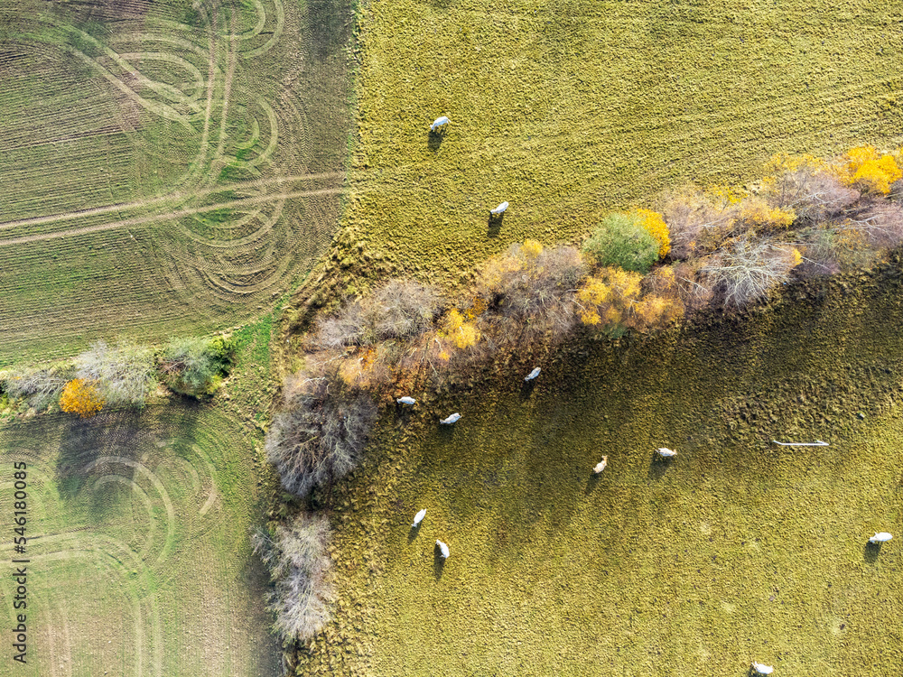 Aerial view. Rural landscape in a village in Poland, aerial view of white milk cows in a meadow.