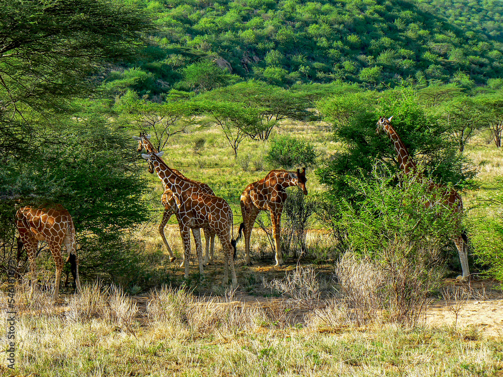 Naklejka premium Giraffe in the savannah