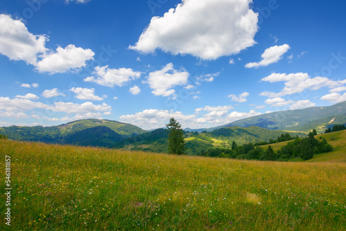 grassy field on the hill in carpathian countryside. beautiful mountain landscape in summer. warm sunny weather with puffy clouds on the blue sky at high noon © Pellinni