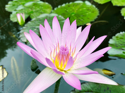 lotus, flower, water, nature, beauty, blossom, plant, 