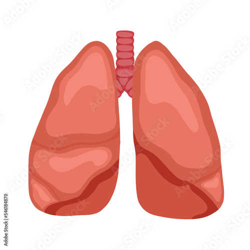 Anatomical vector illustration of human lungs isolated from background. Cartoon human body organ. Vector element