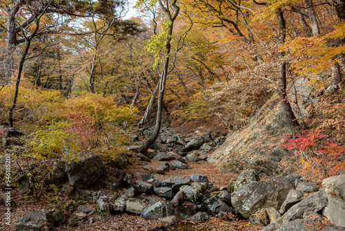 Colorful yellow and orange trees at rocks at fall autumn forest in the mountains at Beomeosa Temple in Busan South Korea