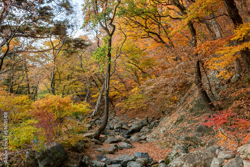 Colorful yellow and orange trees at rocks at fall autumn forest in the mountains at Beomeosa Temple in Busan South Korea