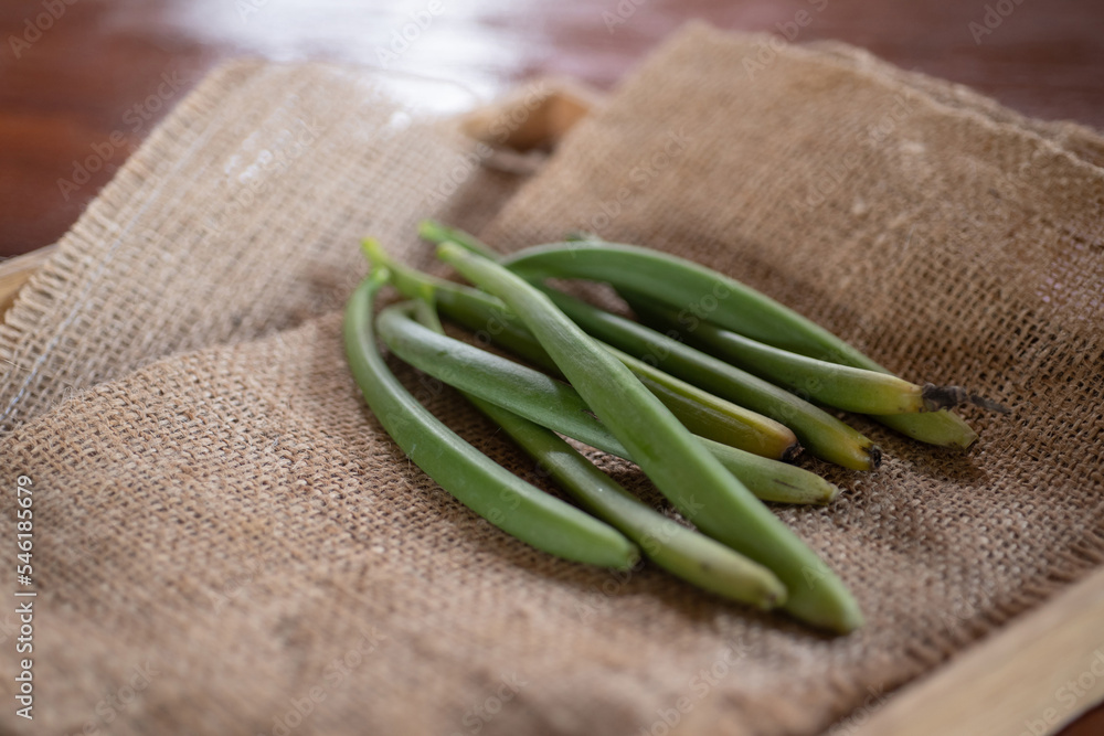 Vanilla pods of various stages of production, fresh Vanilla pods on a