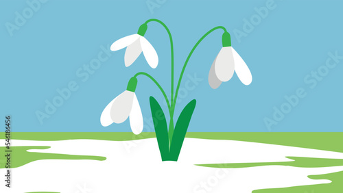 Three snowdrops on the grass under the snow