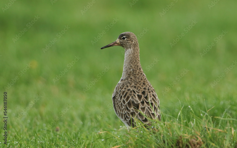 A Ruff, Philomachus pugnax, standing in a field. It has been feeding on Earthworms. A Ruff, Philomachus pugnax, standing in a field. It has been feeding on Earthworms.