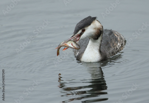 A Great crested Grebe, Podiceps cristatus, swimming on a lake with a perch fish in its beak, which it has just caught and is about to eat.
