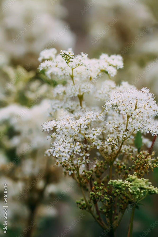 Meadowsweet or Filipendula ulmaria flowers. Medicinal plant in the natural environment. Meadowsweet or Filipendula ulmaria flowers. Medicinal plant in the natural environment.