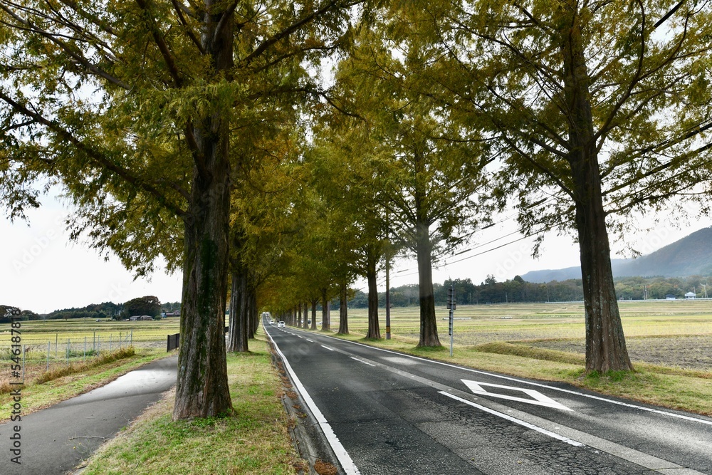 Fototapeta premium 滋賀の高島市のマキノのメタセコイア並木道
