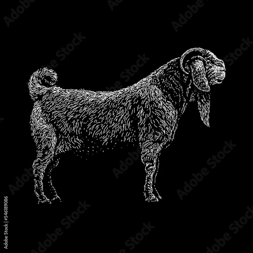 Savanna Goat hand drawing vector isolated on black background.