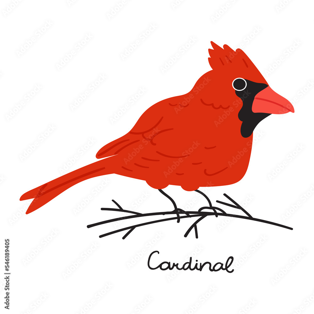 Cardinal. Hand drawn flat vector illustration. Cardinal. Hand drawn flat vector illustration.