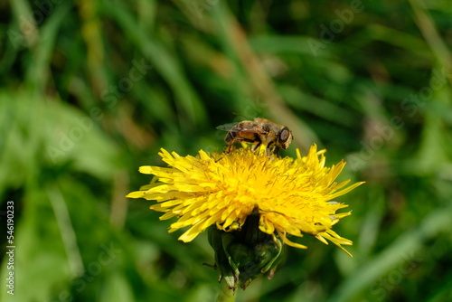 FU 2021-09-18 Feld 40 Auf der gelben Blüte sitzt eine Biene © Sabine