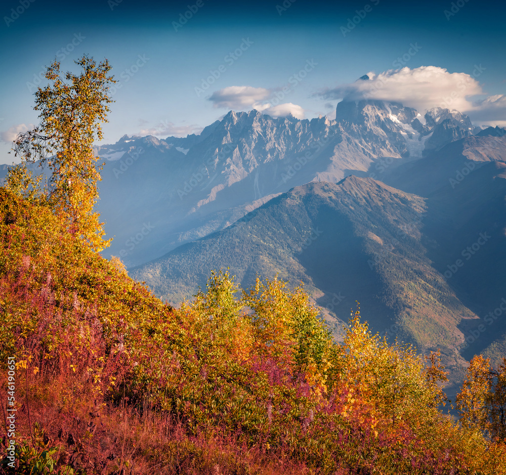Majestic autumn view of colorful forest in Caucasus mountains with Ushba peak on background. Splendid morning scene of Upper Svaneti, Georgia, Europe. Beauty of nature concept background.