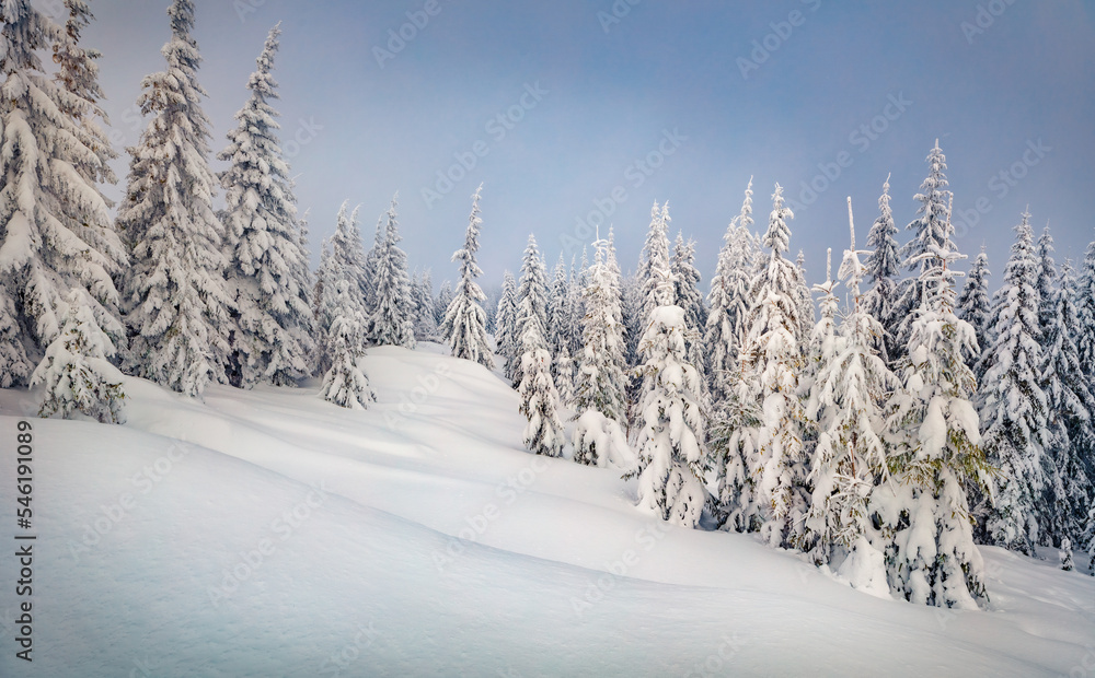 Fototapeta premium Untouched winter landscape. Stunning morning scene of mountain forest. Incredible winter view of Carpathian mountains, Ukraine, Europe. Beauty of nature concept background.