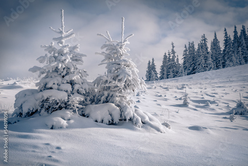 Untouched winter landscape with two small fir tree. Exciting morning scene of of Carpathian mountains. Snowy mountain forest in December. Picturesque landscape of mountain valley.