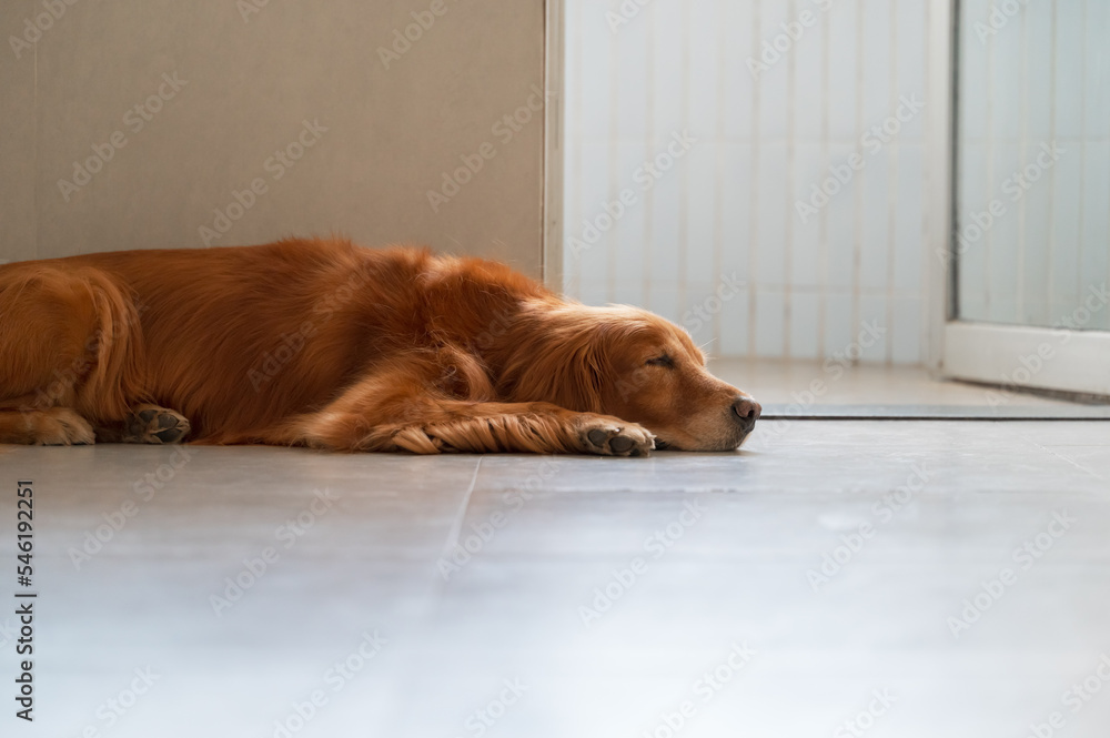 Golden Retriever sleeping on the floor