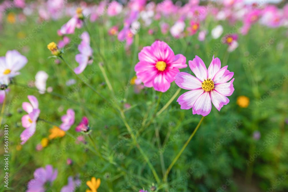 cosmos flowers full blooming in the field. cosmos flowers full blooming in the field.