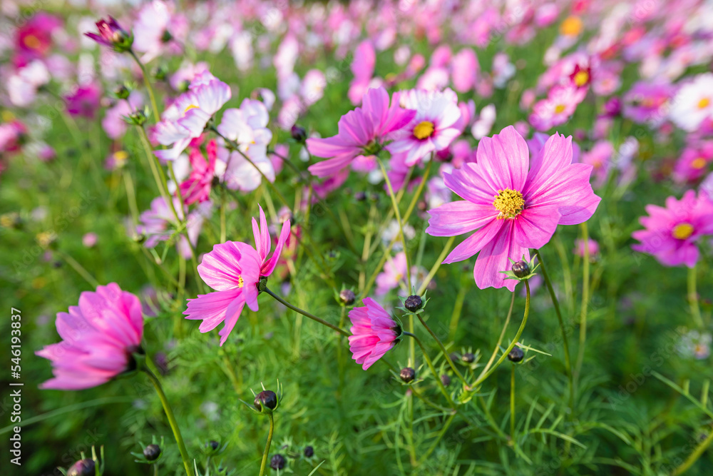 cosmos flowers full blooming in the field. cosmos flowers full blooming in the field.
