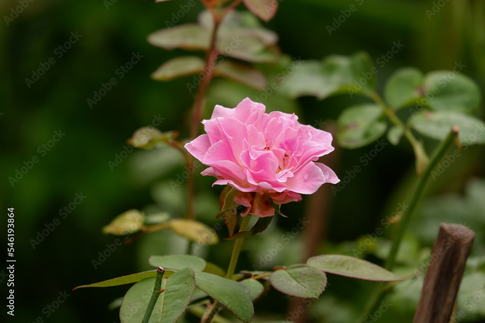 pink rose flower blooming on a nature background pink rose flower blooming on a nature background