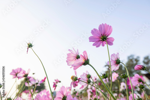 cosmos flowers full blooming in the field.