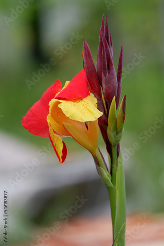 a beautiful blooming Canna Lily 