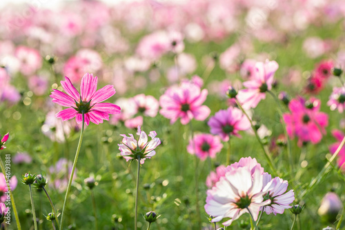 cosmos flowers full blooming in the field.