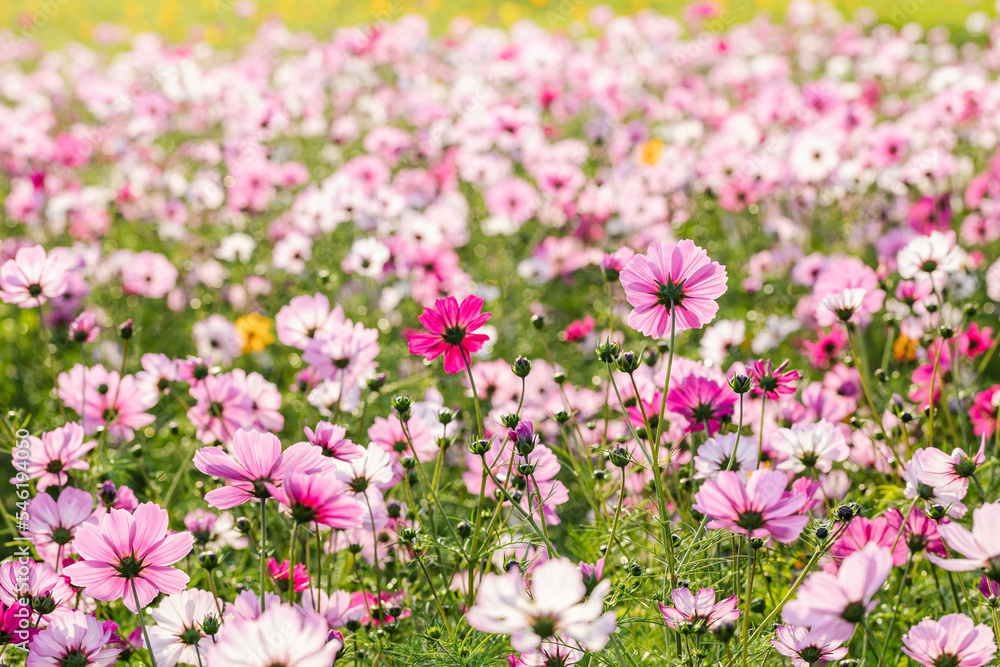 cosmos flowers full blooming in the field.