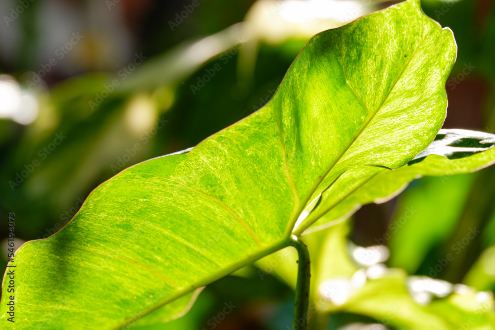 a green foliage leave background a green foliage leave background