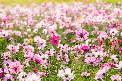 cosmos flowers full blooming in the field.