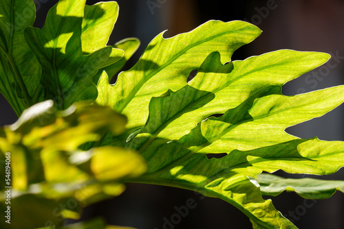 a green foliage leave background