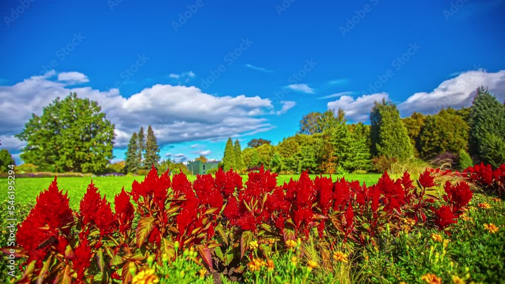 vibrant and colorful timelapse of red flowers in a green meadow with trees in the background against a bright blue sky with white clouds passing by vibrant and colorful timelapse of red flowers in a green meadow with trees in the background against a bright blue sky with white clouds passing by