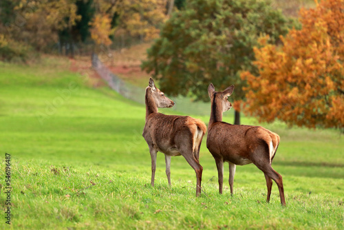 Canvas Print Two red deer hinds standing  alert in the autumn color nature.