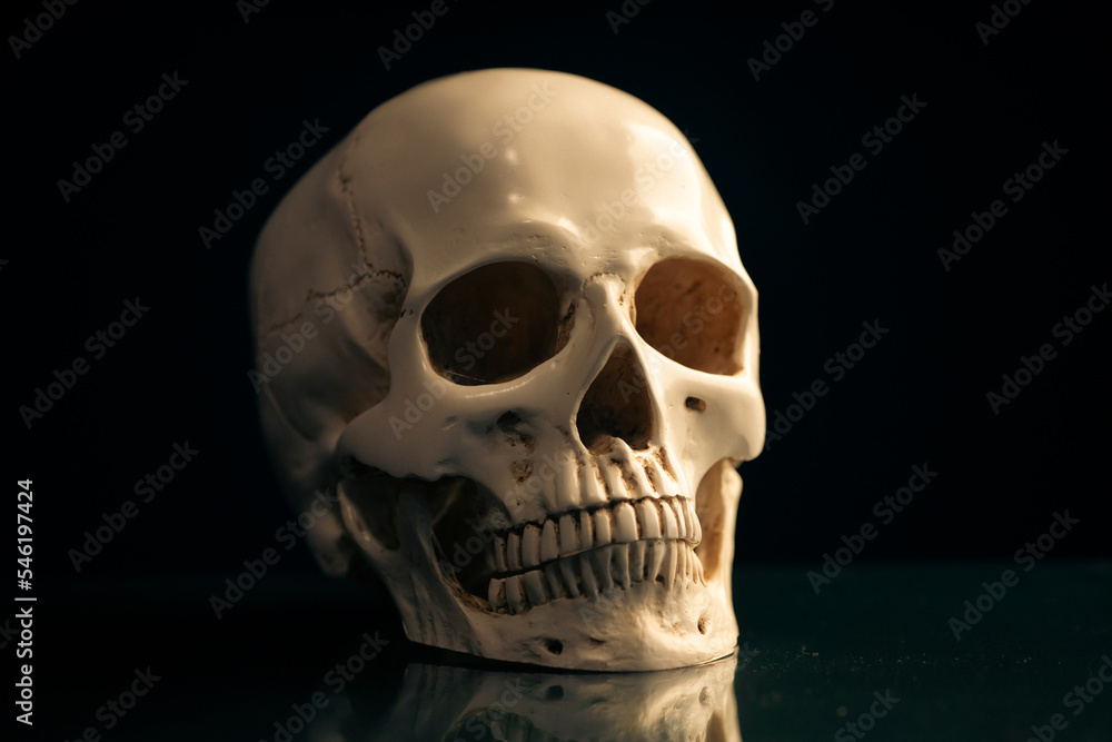 Fototapeta premium Human skull on a black background.