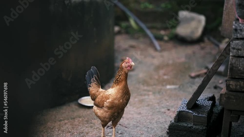 One standing cry in brown hen  on a Nature  background.