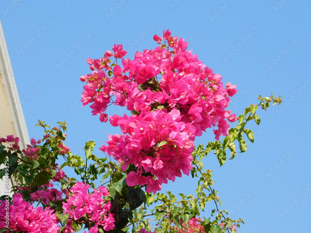 Blooming bougainvillea plant with pink flowers, in Glyfada, Greece Blooming bougainvillea plant with pink flowers, in Glyfada, Greece