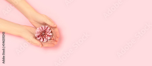 Banner with female hands hold dahlia flower head on a pink pastel background. Gentle composition with copyspace.