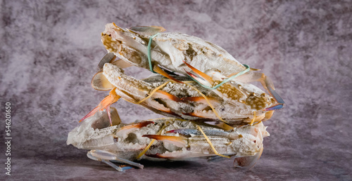Close-up shot of fresh blue crab isolated on background, sea crab. Seafood. Seafood concept.