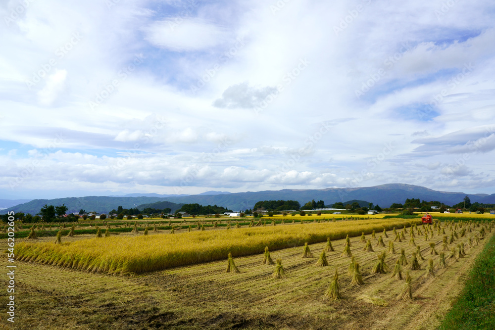 秋の実りを迎えた稲の収穫