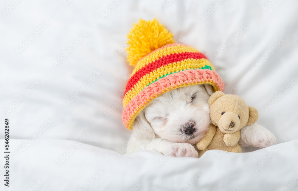Tiny Bichon Frise puppy wearing warm hat sleeps under white blanket on a bed at home and hugs favorite toy bear. Top down view. Empty space for text Tiny Bichon Frise puppy wearing warm hat sleeps under white blanket on a bed at home and hugs favorite toy bear. Top down view. Empty space for text