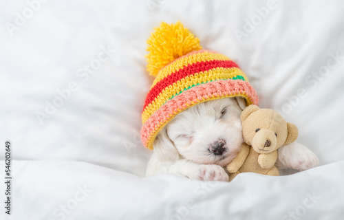 Tiny Bichon Frise puppy wearing warm hat sleeps under white blanket on a bed at home and hugs favorite toy bear. Top down view. Empty space for text